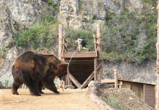 Человек против медведя